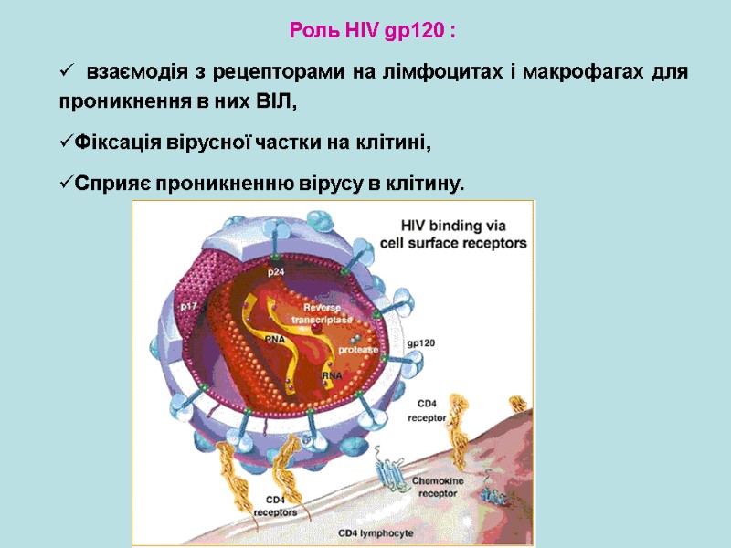 Роль HIV gp120 :   взаємодія з рецепторами на лімфоцитах і макрофагах для